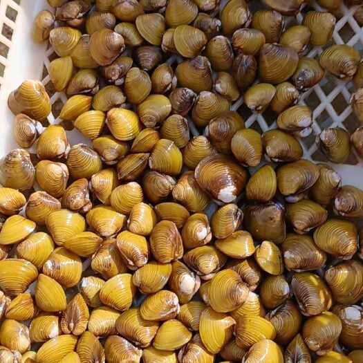 阳江黄沙蜆