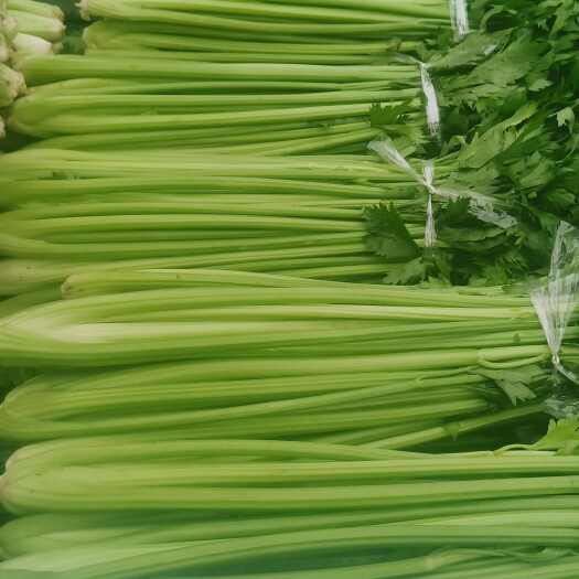 博爱县河南芹菜，暖棚美国西芹，视频看货，线上保障交易。