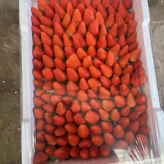 新郑市草莓源头种植基地，万亩果园品质优良，产量充足，全国代发