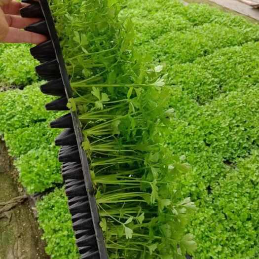 宁阳县穴盘芹菜苗法国皇后苗厂直发价格便宜