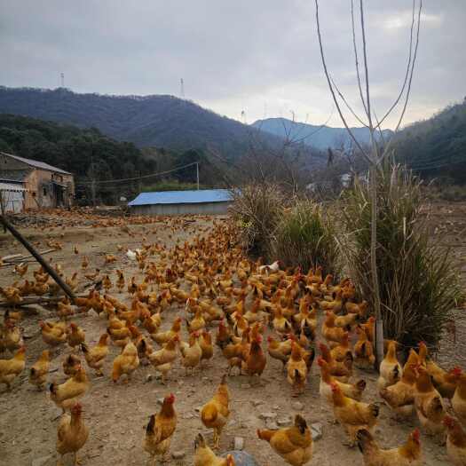 东至县池州深山土鸡