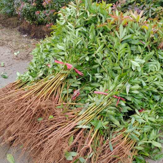 奉新县大量供应0.3至2公分木荷小苗，30—2米高木荷杯苗