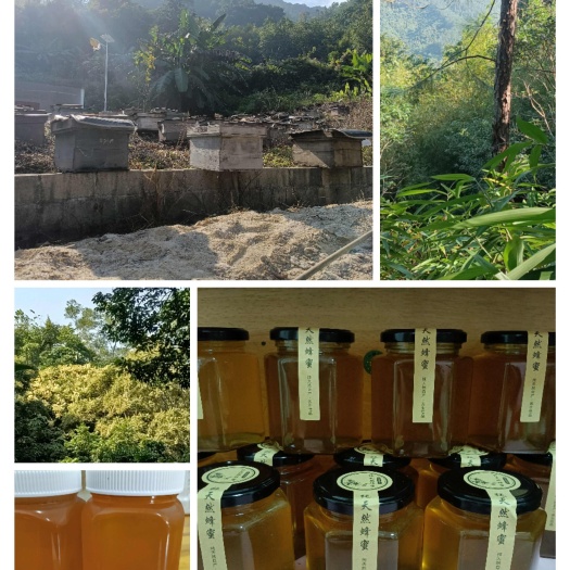 廉江市深山散养土蜂冬蜜（鸭脚木蜜）