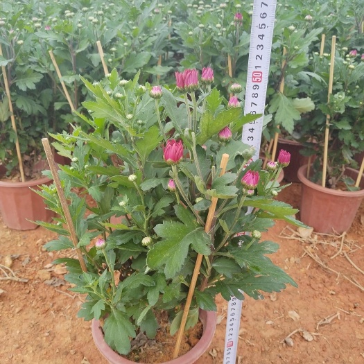 博罗县菊花高度50公分，冠幅30公分，花苞多，叶色靓丽。