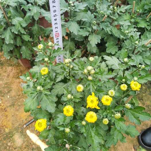 博罗县黄菊高度50公分，冠幅30公分，带苞发货。叶色靓丽