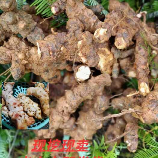 务川县土茯苓