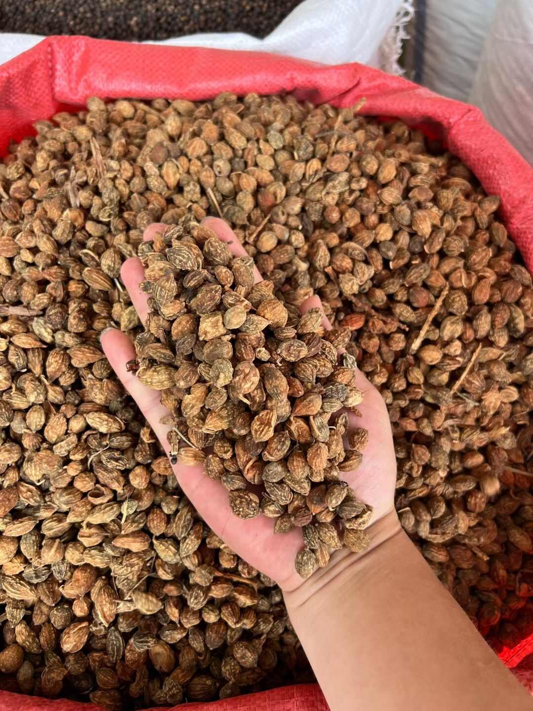 新货益智仁中药材正品泡水海南益智仁泡茶无硫益智仁养生补品肾强