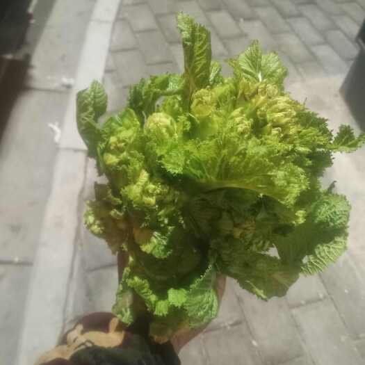 绵阳儿菜