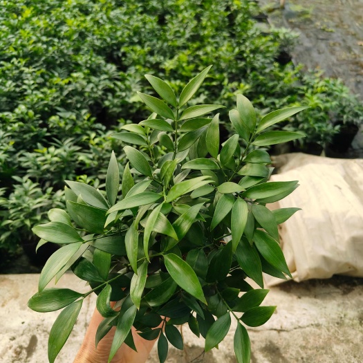 广州小盆栽竹柏