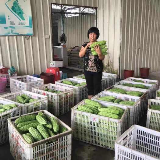 樟树市农运来秦朝苦瓜种子新品上市中早熟耐热抗病性强产量高全新日期