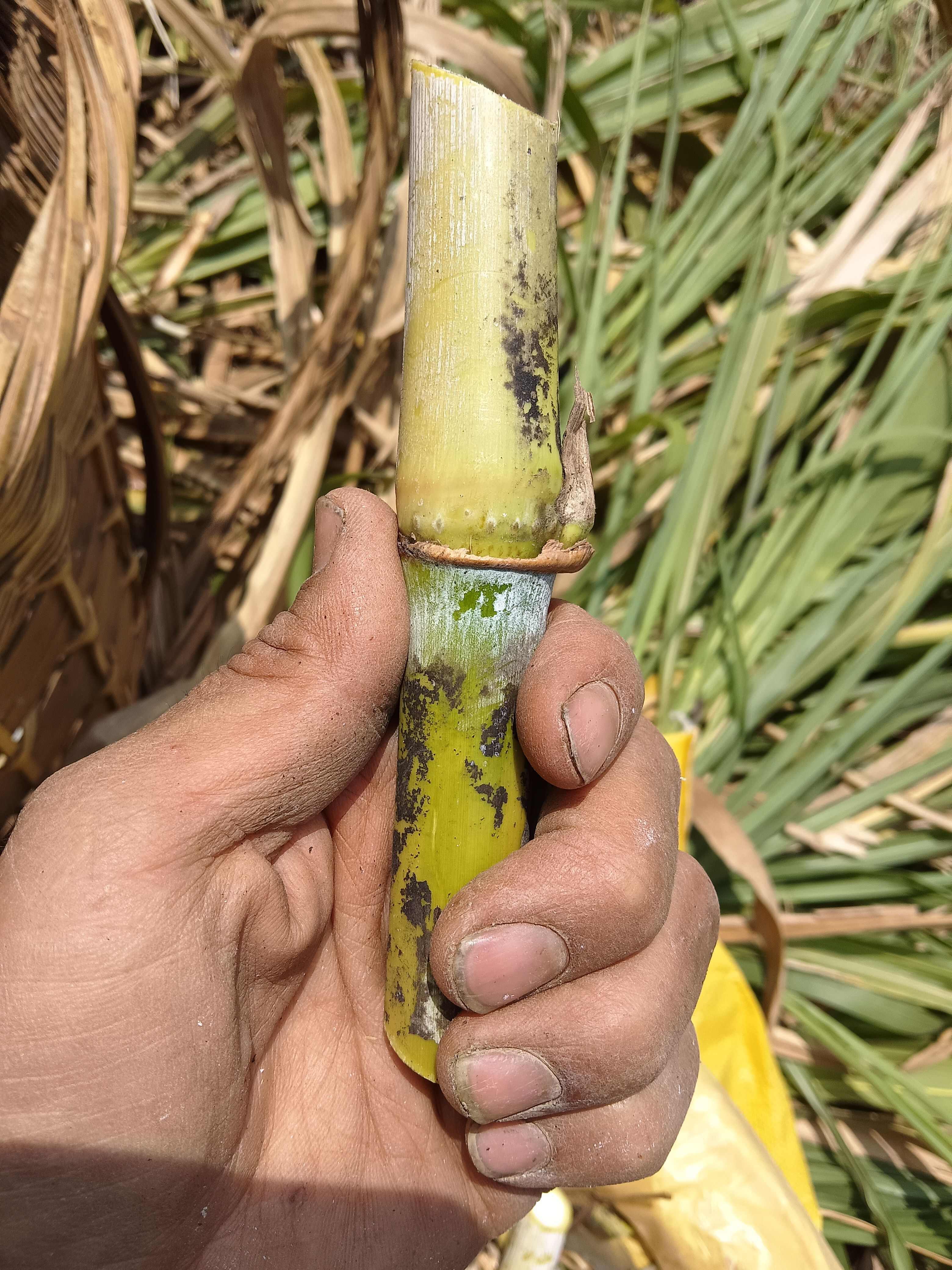 巨菌草，皇竹草，甜象草