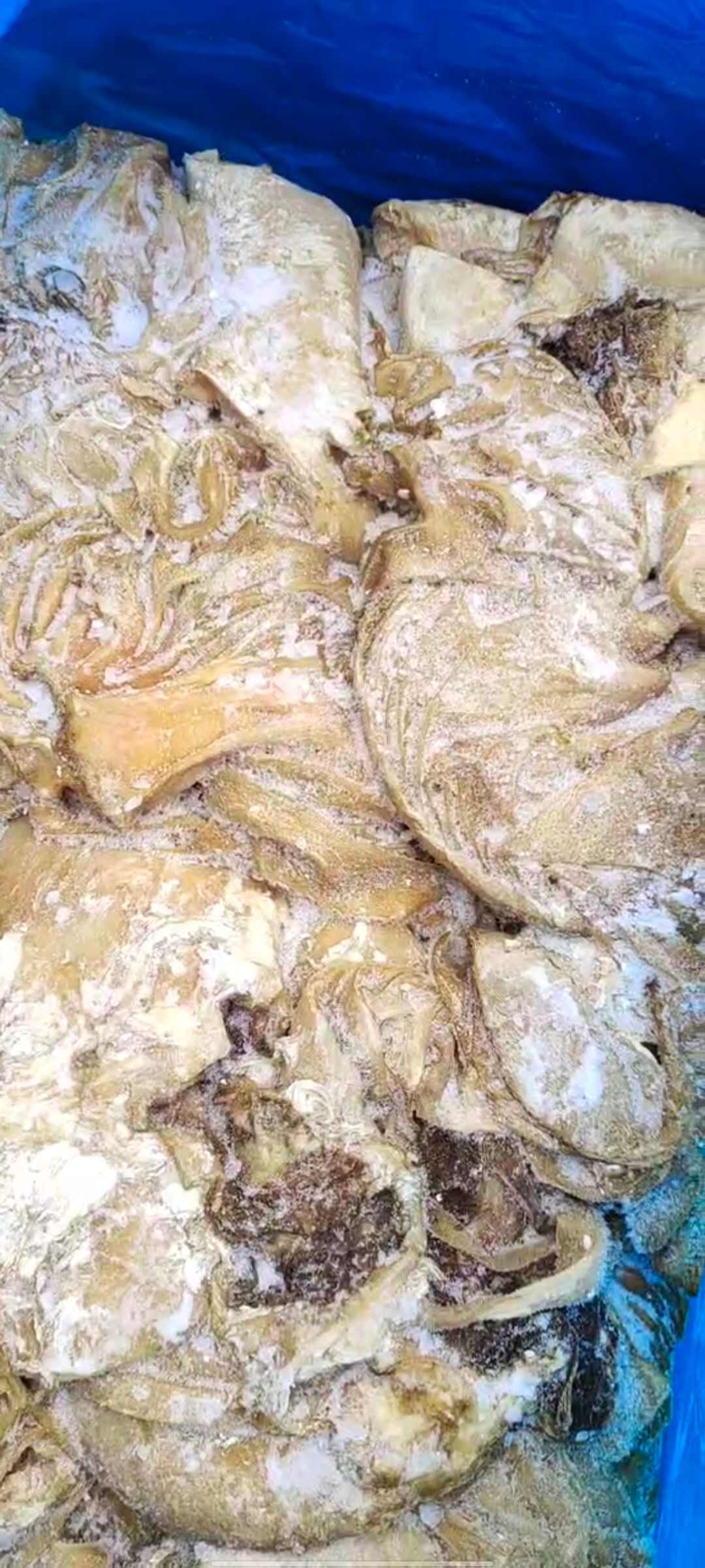 碎牛百叶，块大货干，价格便宜，出成率高，做水发千层性价比高