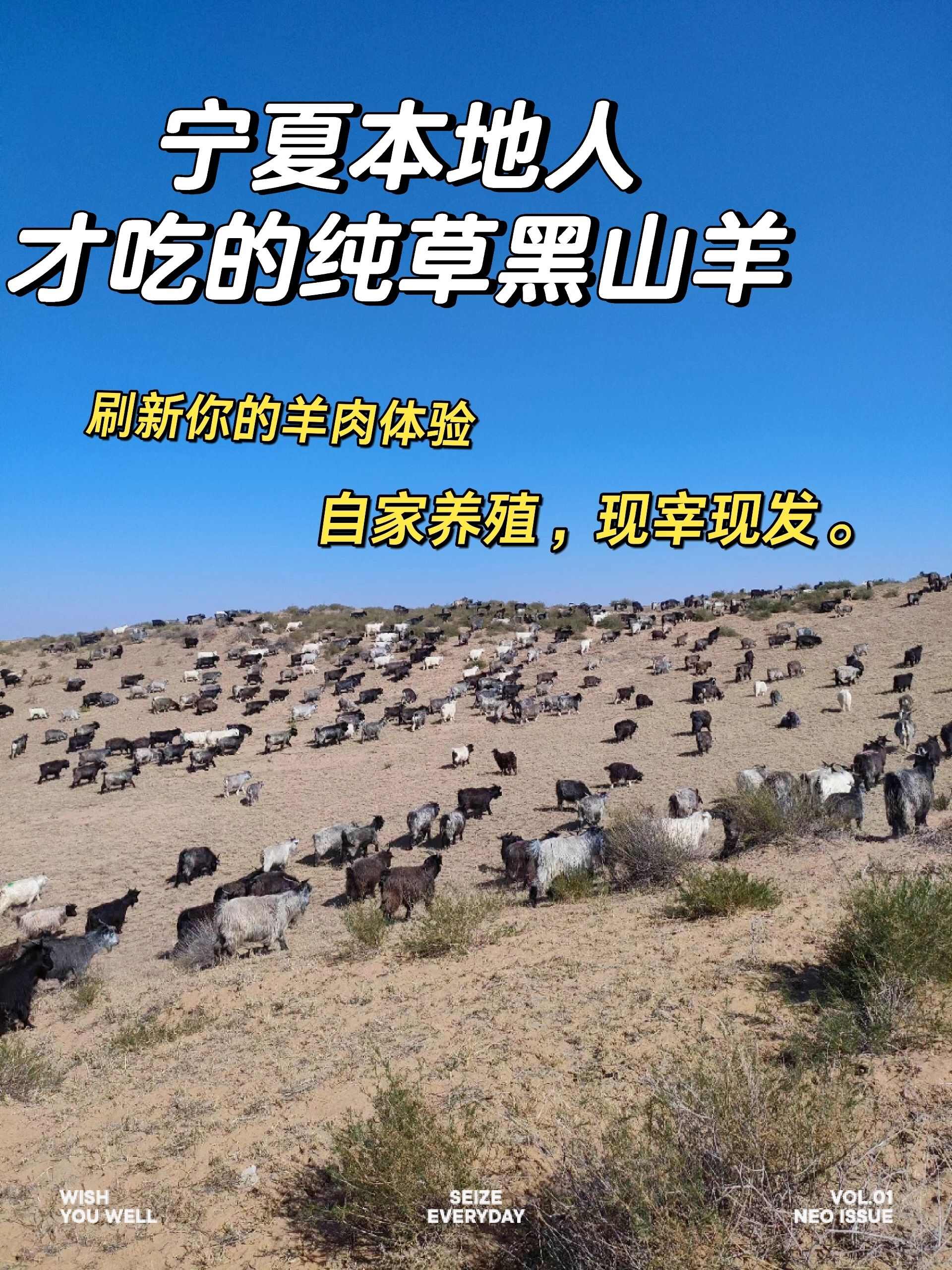 宁夏草膘黑山羊，一年半出栏，纯草放羊，不腥不膻。