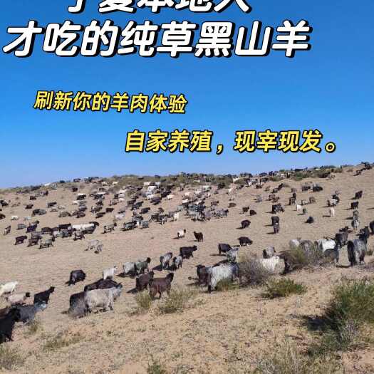 灵武市宁夏草膘黑山羊，一年半出栏，纯草放羊，不腥不膻。