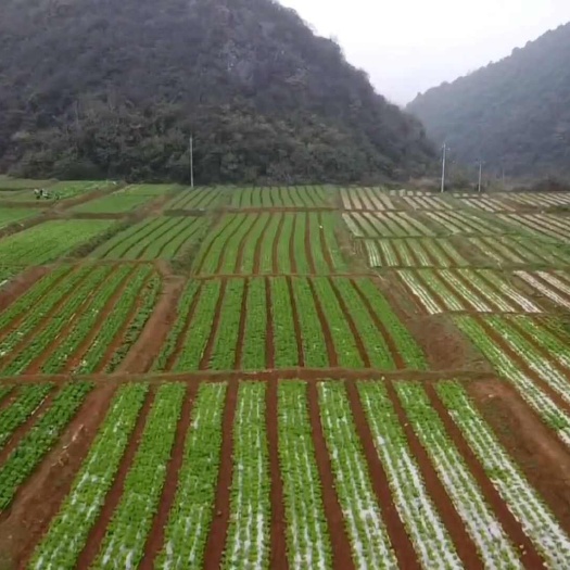 清镇市麻叶菜