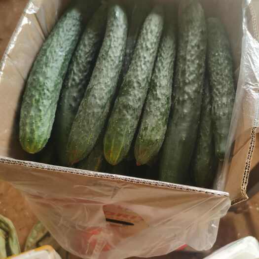新树青瓜