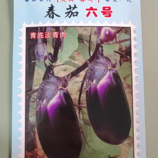 宜城市春茄六号茄子种子 春研种业 椭圆形紫红色荷包茄现货直发