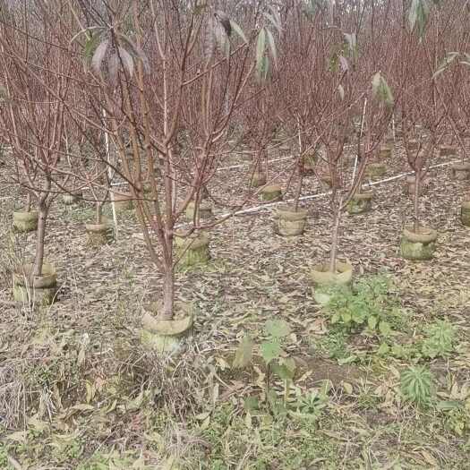 阳朔县碧桃