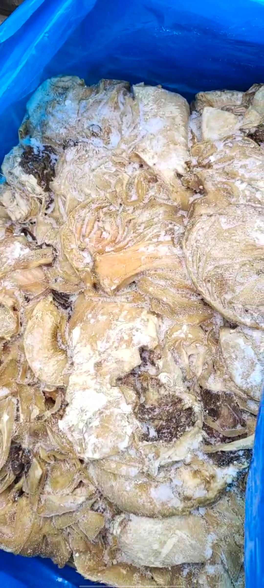 碎牛百叶，块大货干，价格便宜，出成率高，做水发千层性价比高