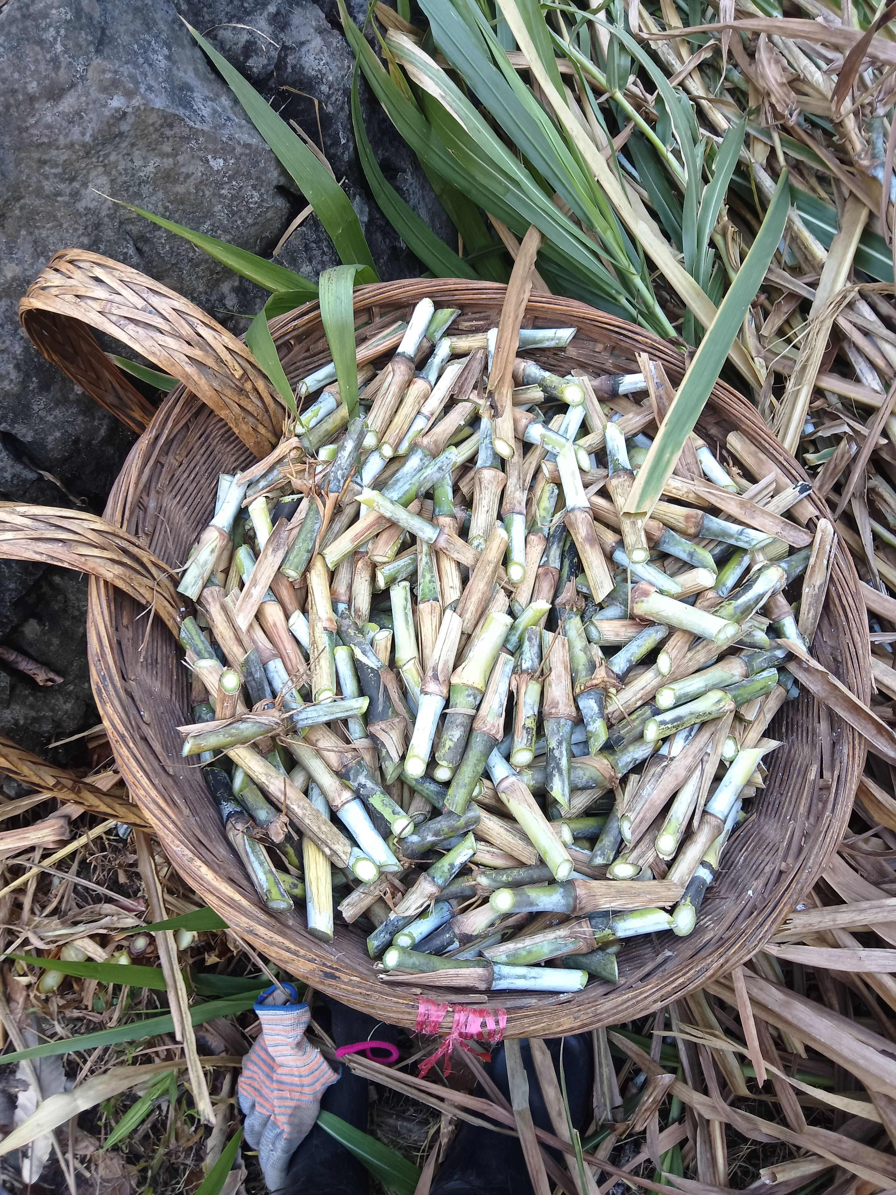 巨菌草，皇竹草，甜象草