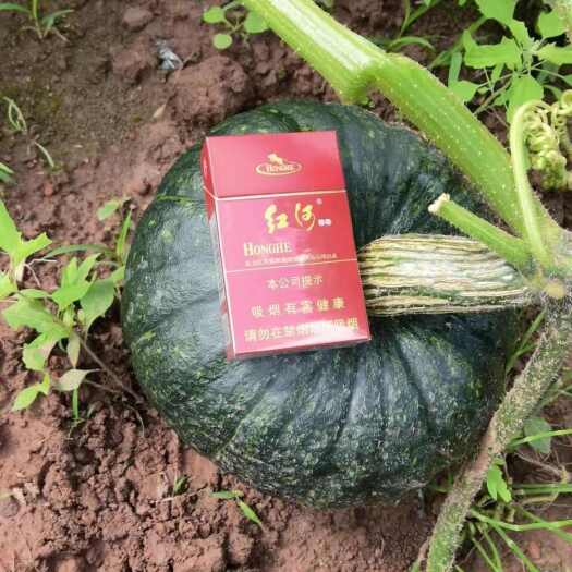 景洪市板栗南瓜2斤起，大量上市了