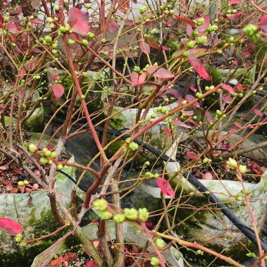 泰安蓝莓苗