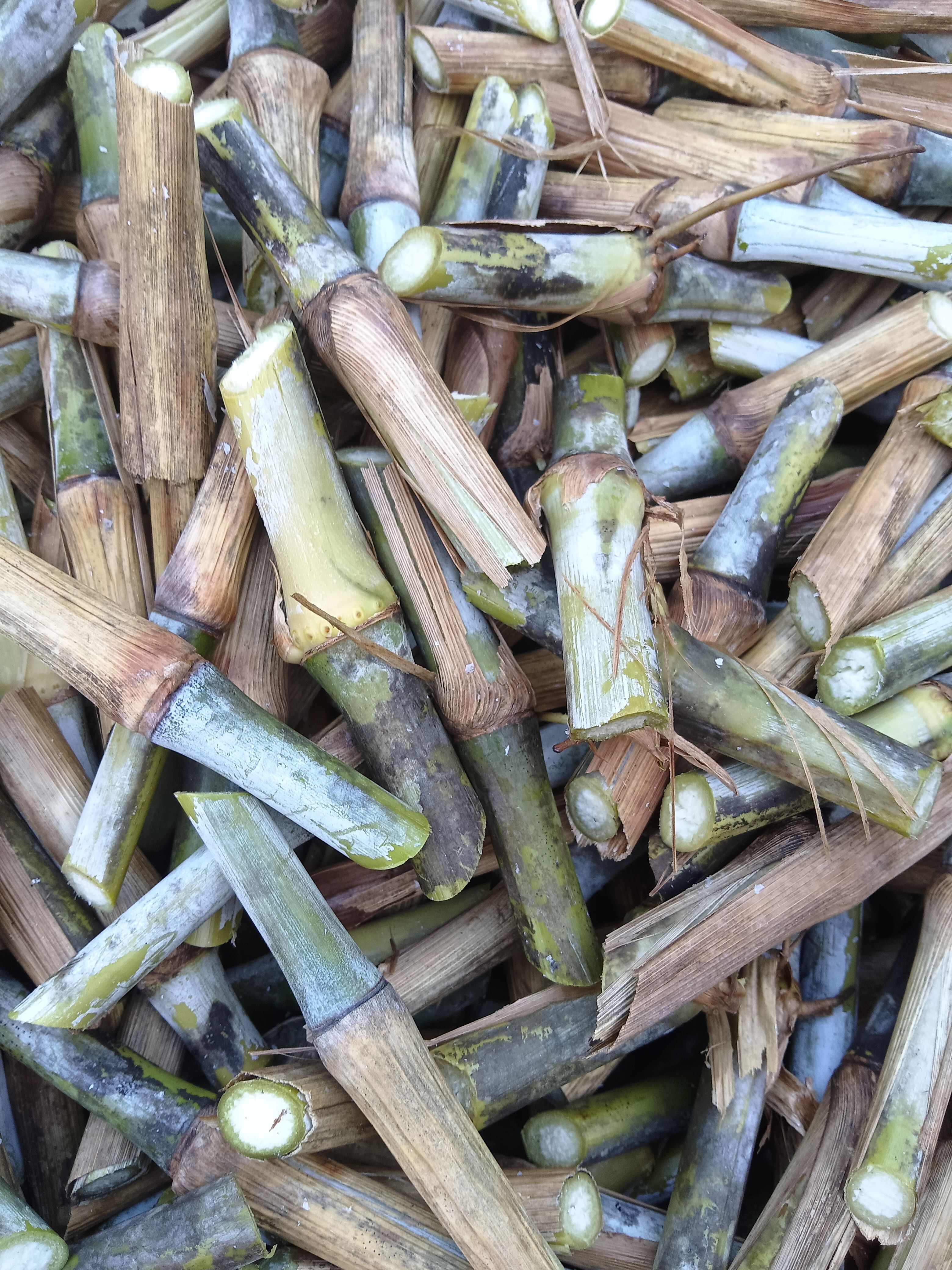 巨菌草，皇竹草，甜象草