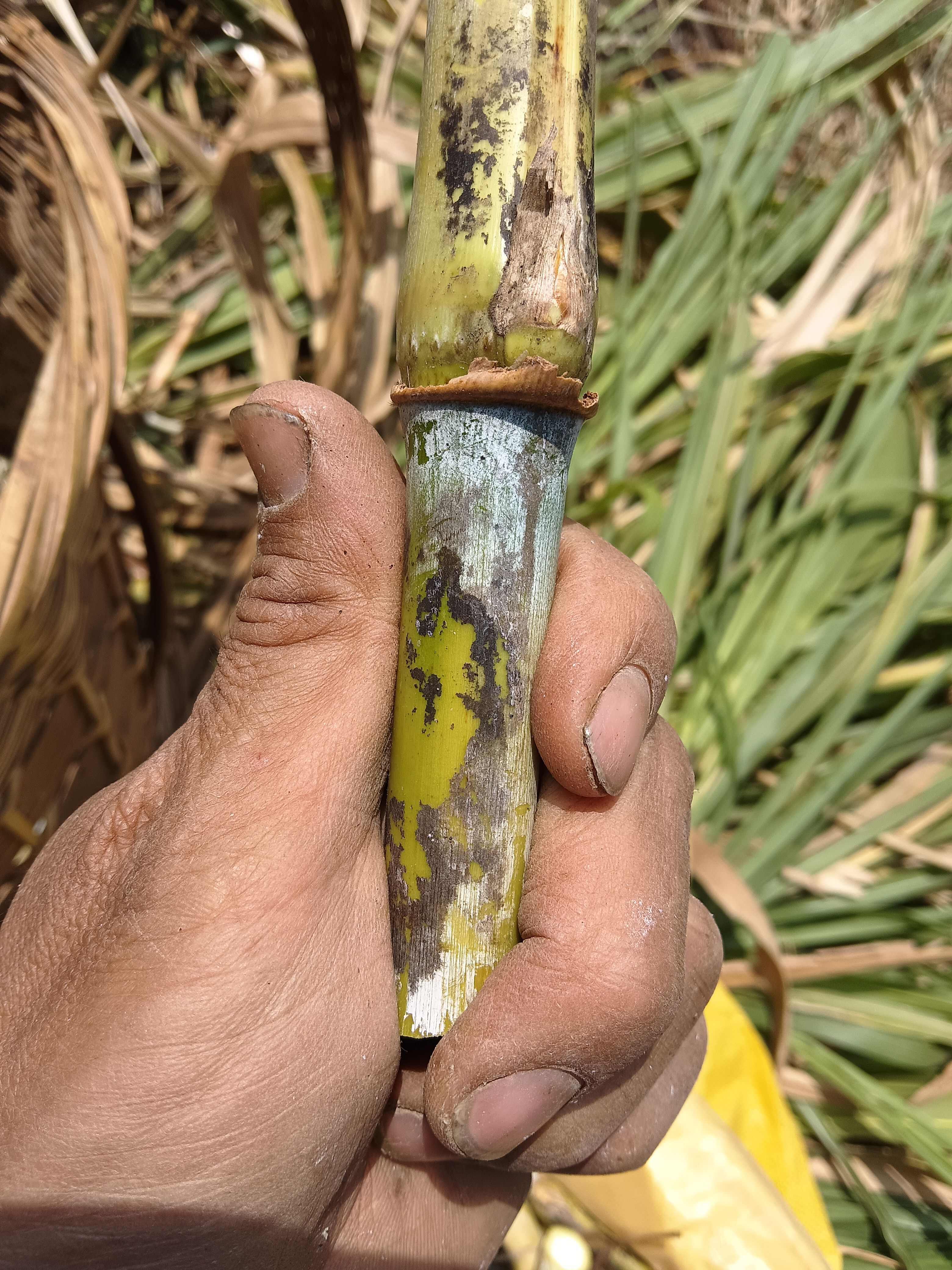 巨菌草，皇竹草，甜象草