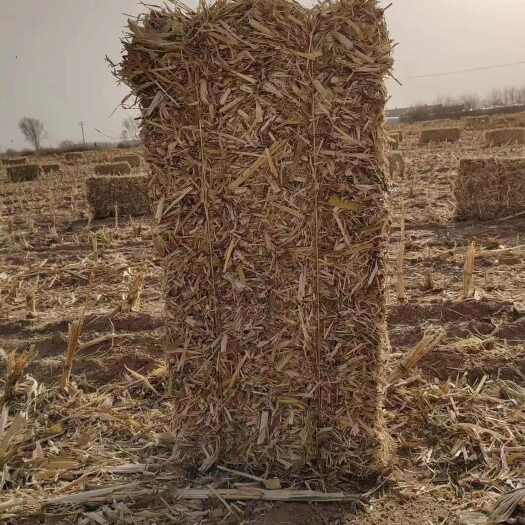定边县陕北定边玉米草捆大量有货 草捆大 没沙土 没任何杂质