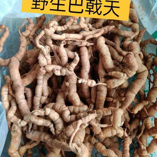 肇庆巴戟