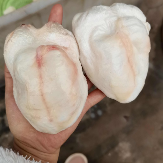 乐山江团鱼泡，鮰鱼泡，新鲜，每月稳定一千斤左右