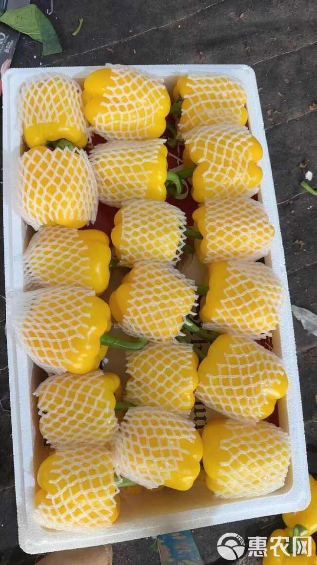 寿光五彩椒，黄彩椒，高温棚种植，颜色正，果型周正，产地直发