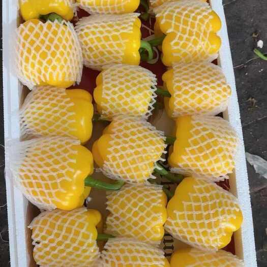 寿光市寿光五彩椒，黄彩椒，高温棚种植，颜色正，果型周正，产地直发