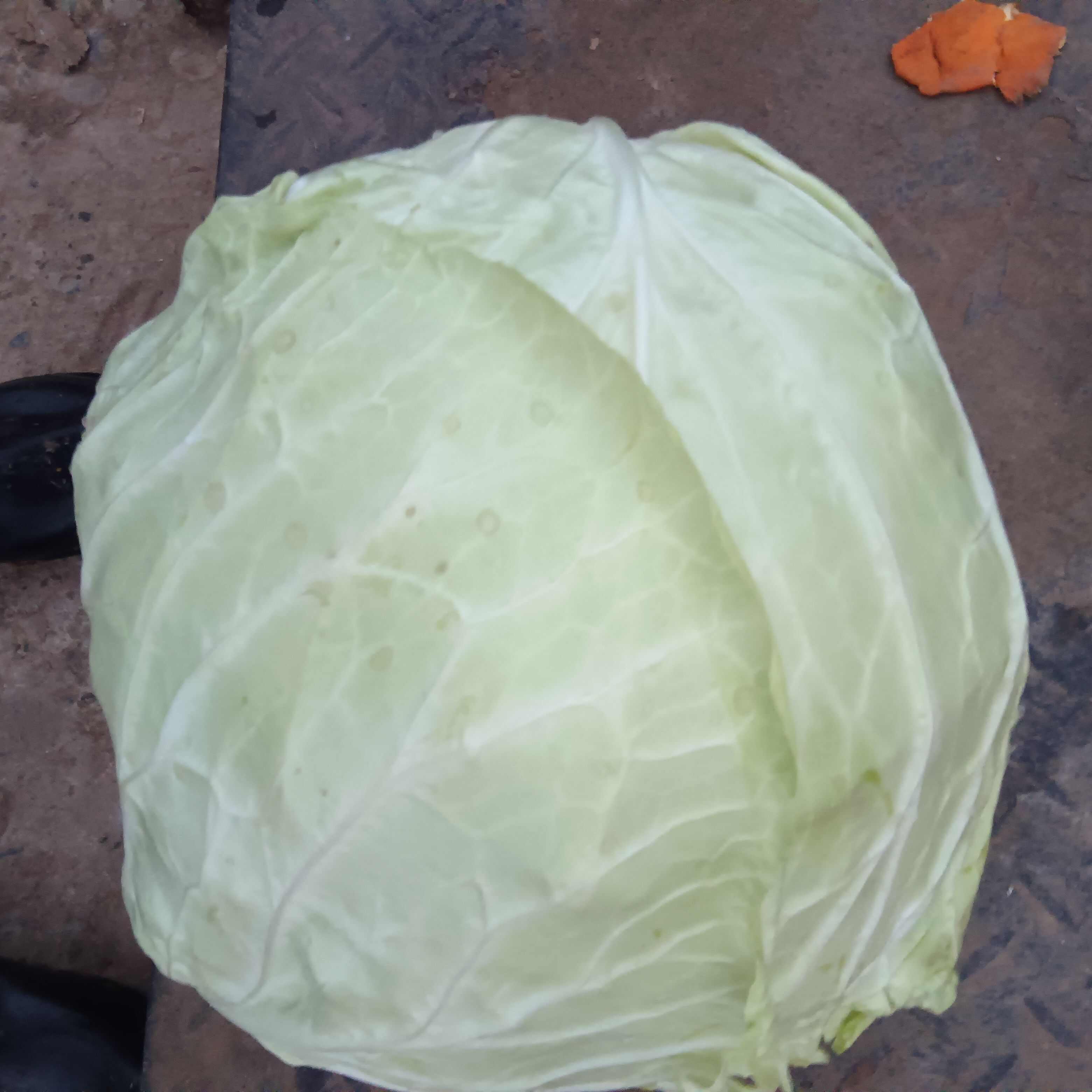 莲花白
