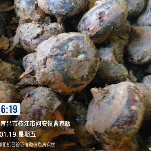 枝江市广西马蹄