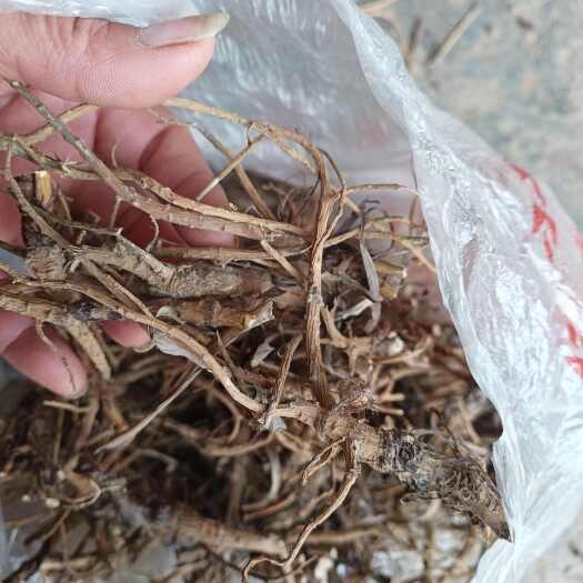 南召县柴胡批发伏牛山药材产地直发喜欢药材的找我