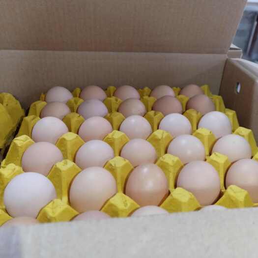 安徽芜湖精品花凤，新鲜笼养土鸡蛋，玉米豆粕喂养