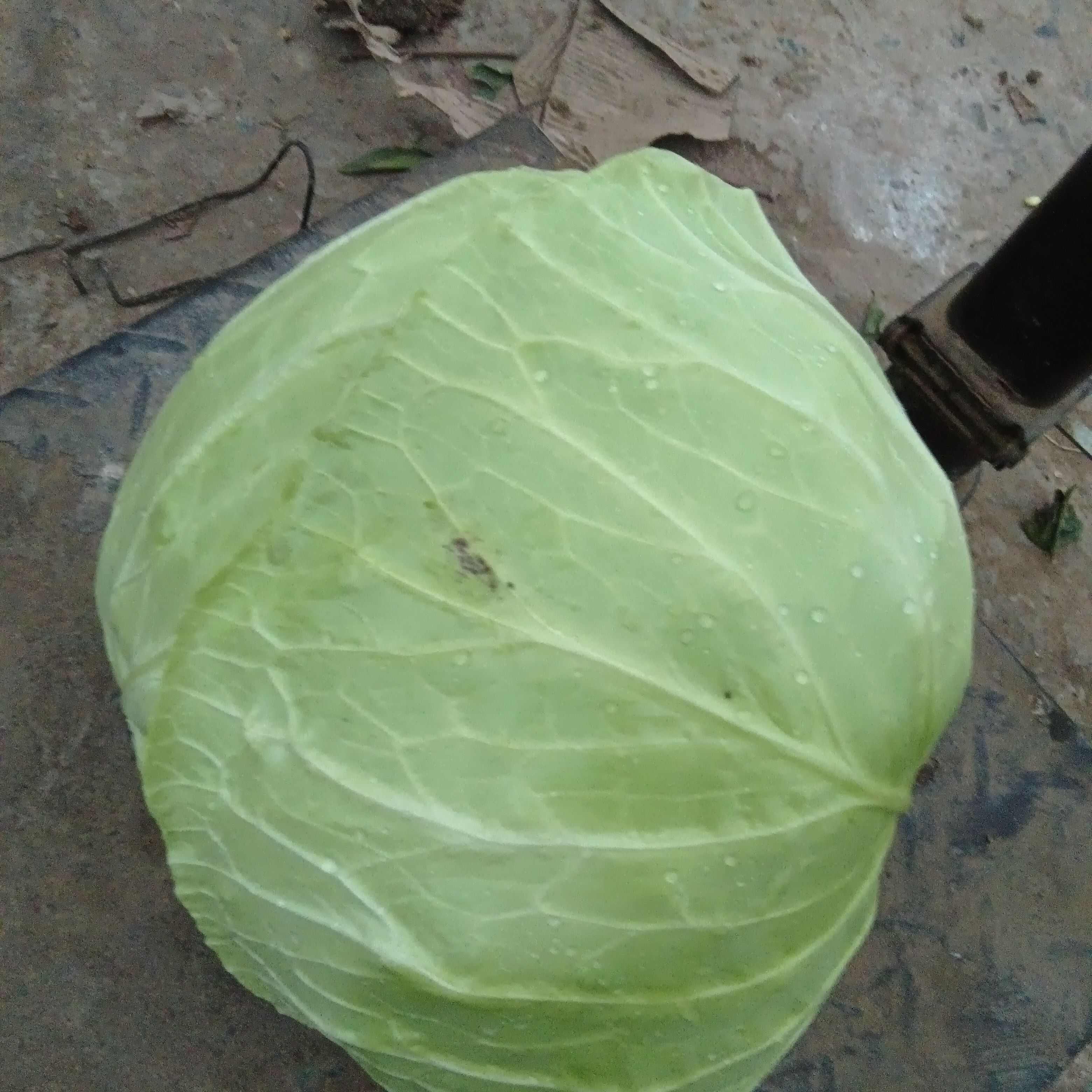 莲花白