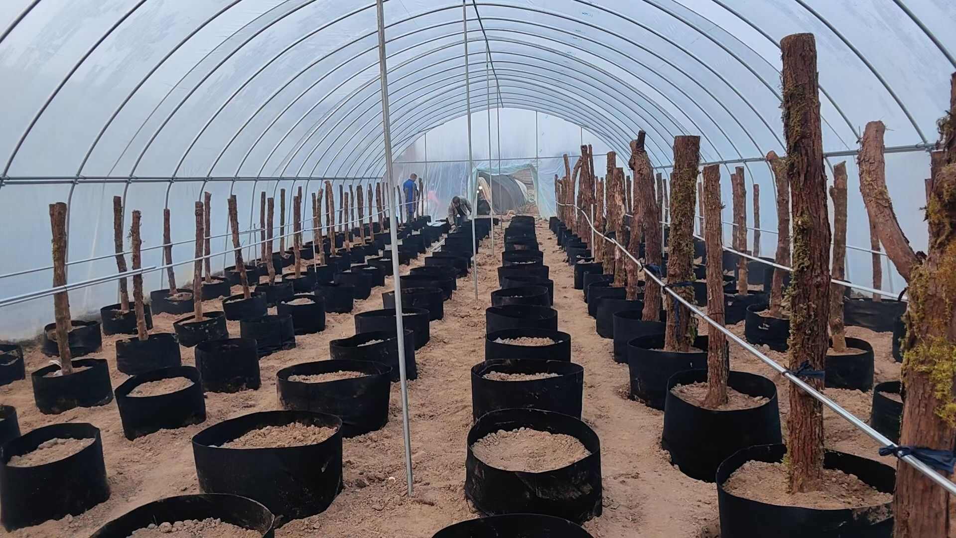 种植袋/植树袋/美植袋  无妨布植树袋