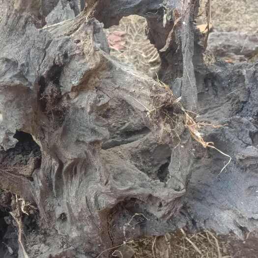 耿马县树根