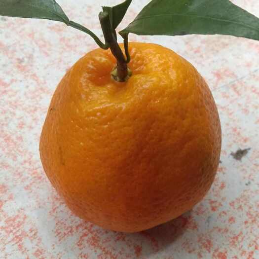 渠县耙耙柑