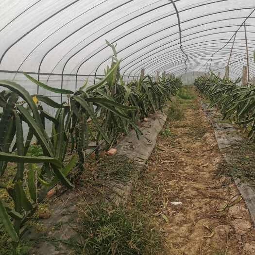 火龙果苗，现采现发，保证品质。