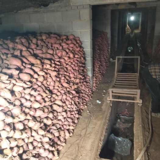 平邑县白心地瓜，大量出售