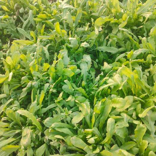 荥阳市荠菜