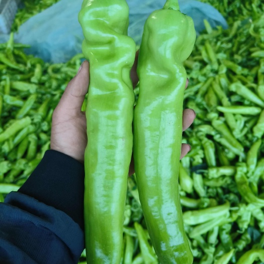 山东莘县春茬黄皮尖椒0.9-1.1元,全年有货供应