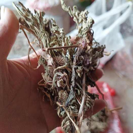 南召县蒲公英根长货净批发产地发货