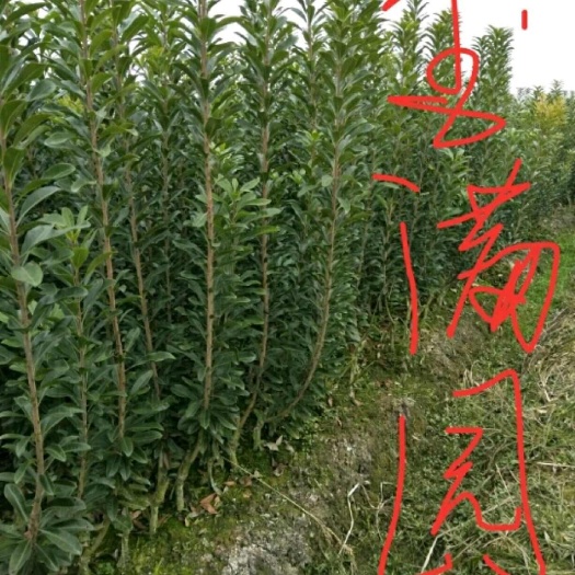 靖州县杨梅树苗
