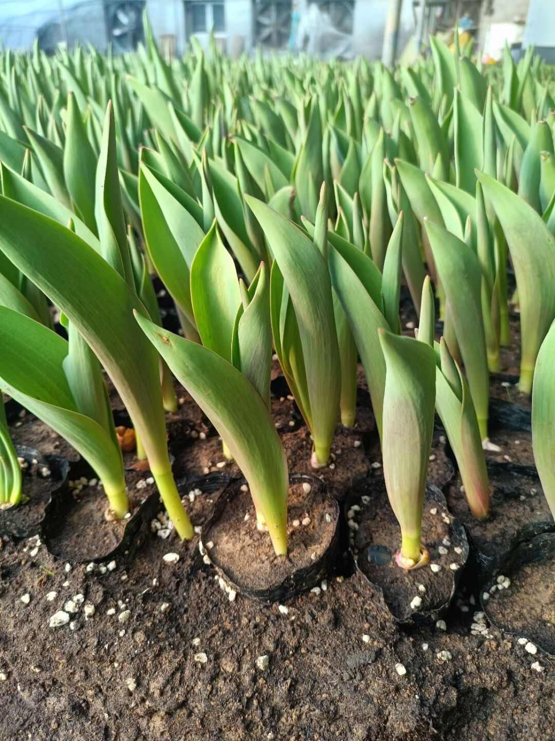 郁金香 出售各种宿根地被时令草花水生植物荷花睡莲