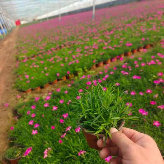 青州市欧石竹杯苗 双色盆欧石竹宿根地被时令草花种植基地
