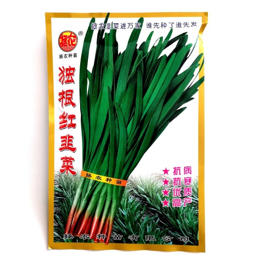 早春独根红韭菜种子抗寒抗病早发棵叶色深绿肥厚宽大